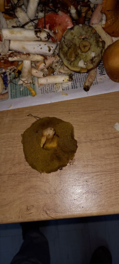 Гриб из Дубна