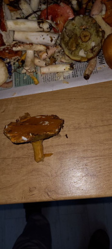 Гриб из Дубна