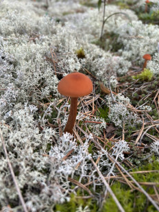 Гриб из Нижний Новгород