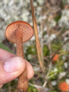 Гриб из Нижний Новгород