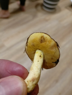 Гриб из Пермь