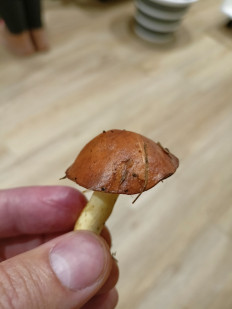 Гриб из Пермь