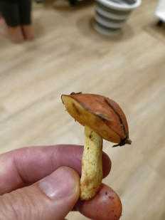 Гриб из Пермь