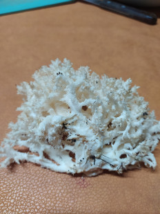 Гриб из Чебоксары