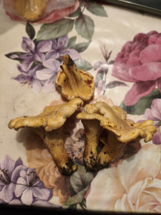 Гриб из Воронеж