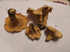 Гриб из Воронеж