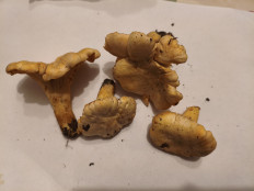 Гриб из Воронеж