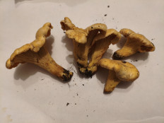 Гриб из Воронеж