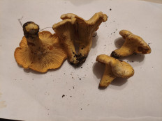 Гриб из Воронеж