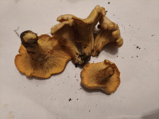 Гриб из Воронеж