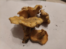 Гриб из Воронеж