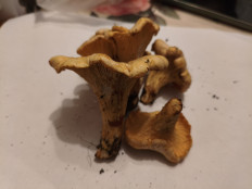 Гриб из Воронеж