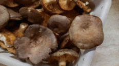 Гриб из Королёв, МО