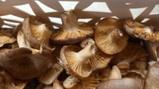 Гриб из Королёв, МО