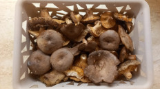 Гриб из Королёв, МО