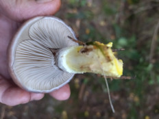 Мокруха еловая