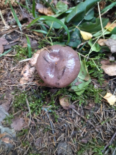 Мокруха еловая