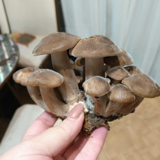 Гриб из Московская область, Наро-Фоминск