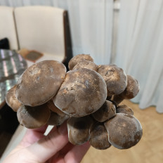 Гриб из Московская область, Наро-Фоминск