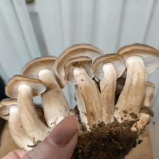 Гриб из Московская область, Наро-Фоминск