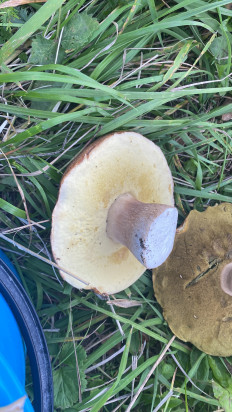 Гриб из Новосибирск