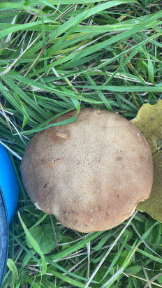 Гриб из Новосибирск