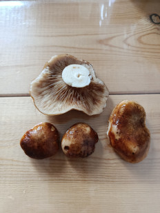 Гриб из Красноярск