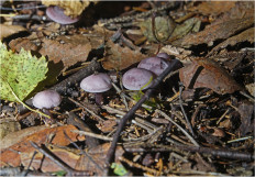 Гриб из Москва