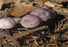 Гриб из Москва