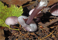 Гриб из Москва