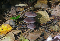 Гриб из Москва