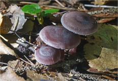 Гриб из Москва