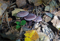 Гриб из Москва