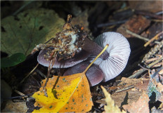 Гриб из Москва