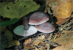 Гриб из Москва