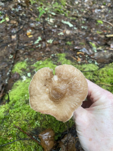 Гриб из Лен.область