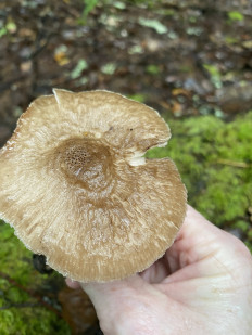 Гриб из Лен.область