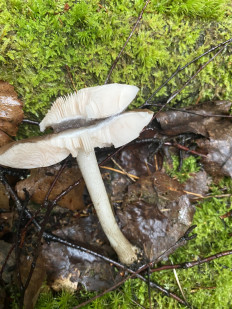 Гриб из Лен.область