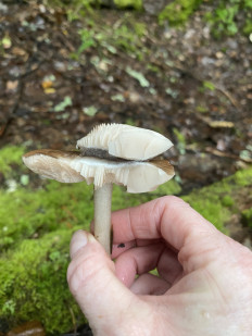 Гриб из Лен.область