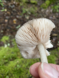 Гриб из Лен.область