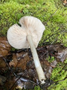 Гриб из Лен.область