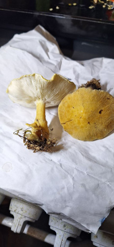 Гриб из Мурино