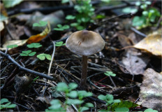 Гриб из Москва