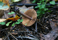 Гриб из Москва