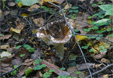 Гриб из Москва