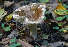 Гриб из Москва