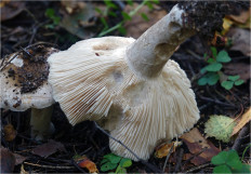 Гриб из Москва