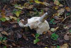 Гриб из Москва