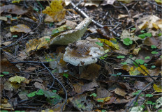 Гриб из Москва