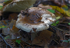 Гриб из Москва